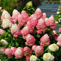 6"-1 Feet Light Pink to White Hydrangea Bush Plant Tree Live Shrub, Dormant, Starter Plant, Change Color, Cold Hardy Variety