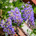 Blue Wisteria Tree Live Plant, 6 to 9 Inch Tall, 2,5 Inch Pot Wisteria Live Plant, Bloom All Summer