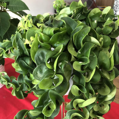 Hindu Rope Plant Live Plant, Hoya Live Plant in 3 Inches Pot to Grow