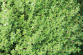Pink Thyme Plant Live Flowers Live Plant 3 Inc Pot, Well Rooted