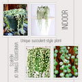 Variegated String of Pearls Plant Live, Trailing Succulent Vine, Rare Live Indoor Plant in Pot
