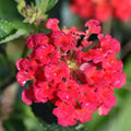 Set 3 Lantana Plants Live, Red Lantana Flower Live Plants Well Rooted from 4 Inc Tall
