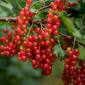 Red Currant Bush Live Plant, Red Currant Plant Live for Planting, 5-9 Inch Tall, Currant Berry Fruit Tree Well Rooted Plant