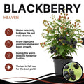 Sweet Thornless BlackBerry Live Plant, 5-8" Tall, Hardy BlackBerry Bush, Sweet BlackBerry Fruit Plants Live for Planting in Garden, No Pot