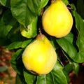 Quince Tree Plant Live, Well-Rooted Fruit Tree, 2-3 Ft Tall