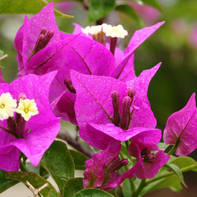 Purple Bougainvillea Plant Live, Bougainvillea Flowering Plant Perennial, Rooted Bougainvilleas Trees Starter 6-8 Inches
