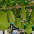 Chayote Squash Plant Live, Chayote Plant, Gallon Pot, 7 to 10 Inc Tall, Live Garden Vegetable Vine