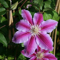 Pink Clematis Vine Plant Live for Planting, Clematis Plant Live in 2.5 Inches Pot, Clematis Flowers Perennial