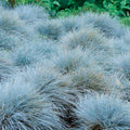 2 Pots 4 Plants Blue Fescue Grass Live Plants, Each Pot 2 Plants Grass Ornamental for Outdoor Planting