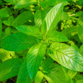 Set 4 Peppermint Plants, 4 to 7 Inch Tall Herb Starter Plant, Without Pot, Live Peppermint Plant for Patio and Garden, Culinary Herbs Fragrant Leaves