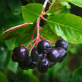 Black Aronia Chokeberry Live Plant, Cold Hardy Aronia Bush, 1-2 Ft Tall