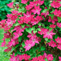 Clematis Vine Plants Live in Pot, 8 Months Old Seedlings Climbing Flowering, Outdoor Trellis Fences, Cold Hardy (Pink Clematis)