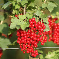 Red Currant Bush Live Plant, Red Currant Plant Live for Planting, 5-9 Inch Tall, Currant Berry Fruit Tree Well Rooted Plant