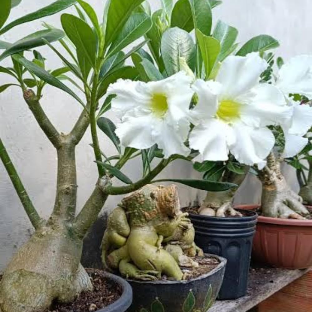 2 Mix Desert Rose Live Plant, Succulent Cactus Plant, Adenium Desert Rose Plant Live, Colorful Bonsai Tree, 4 to 8 Inches Tall