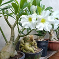 2 Mix Desert Rose Live Plant, Succulent Cactus Plant, Adenium Desert Rose Plant Live, Colorful Bonsai Tree, 4 to 8 Inches Tall