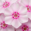 Soft Pink Phlox Plant Live 3-5" Tall, Phlox Live Plant, Flowering Perennial for Garden and Borders, No Pot