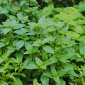 15 Green Basil Plants Live, Basil Live Plants for Indoors, 4 to 8'' Tall, Perennial Herb Garden Outdoor