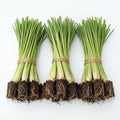 3 Lemongrass Plants Live Stalk for Spring Planting, Live Lemon Grass Herb