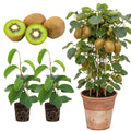 2 Kiwi Plants Live, Hardy Kiwi Berries Well Rooted Starter Plant, Kiwi Vine Live Plant, 5-9" Tall