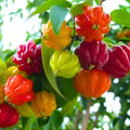 02 Surinam Cherry Trees Live Plants for Outdoor Spring Planting, 4-7" in Tall, Edible, Sweet, High Yielding Fruit Tree Fast-Growing