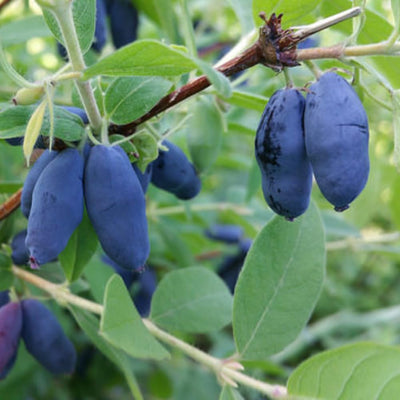 Live Honeyberry Haskap Plant, 8–15 Inch Tall, Cold Hardy Honeysuckle Berry Shrub for Outdoor Garden and Yard Growing