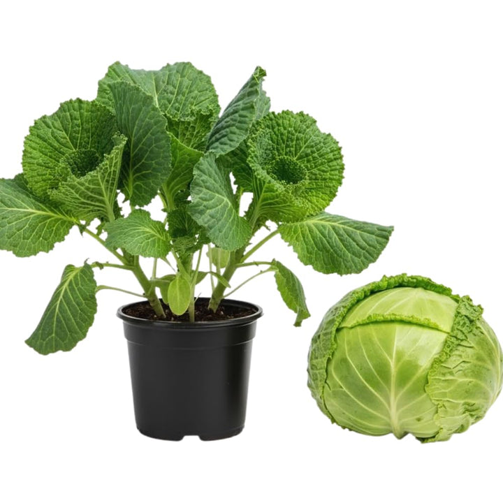 Set 2 Cabbage Plants Live, Cabbage Vegetable Live Plant Home Garden, Garden Starter Live Plants