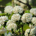 Random Viburnum Tree Live Plant Shrub in Pot, 8 Months Old Bush Ready to Grow Ready to Grow Outdoor Fragrant, 6-12"