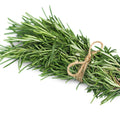 3 Rosemary Plants Live, Herb Plants, 3 Inc to 6 Inc Tall, Rosemary Live Plant Indoor and Outdoor