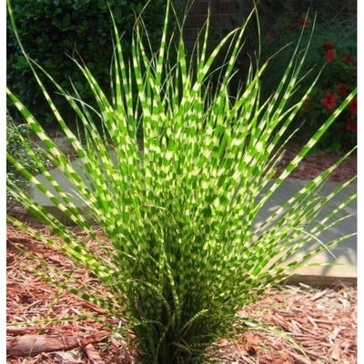Yellow Gold Ornamental Grasses Live Plants Perennial, Maiden Grass Perennial, Live Miscanthus Grass Plant, 5 to 10 Inc Tall