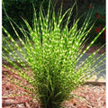 Miscanthus Grass Plant, Gold Yellow Maiden Grass Perennial Miscanthus - 2.5" Pot