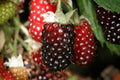 Thornless Boysenberry Plant Live for Planting, 5-9 Inch Tall, Boysenberry Bush Live Plant Rooted Starter Plant