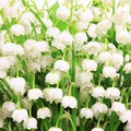 10 Lilies of The Valley Bulbs, Lily of The Valley Bulbs, Lily of The Valley Bulbs for Planting, Prennial Flower Bulbs