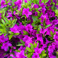 Big 1 Gallon Pink Purple Rhododendron Plants Live, 1-3 Years Old Azalea Plants Live Shrubs Bushes for Planting, Very Well Rooted