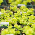 Golden Creeping Jenny Plant Live, Golden Creeping Jenny Seedling in Plug, 1-3 Inc Tall, Bright Yellow Foliage, Hardy Perennial Plant for Ground Cover, Hanging Basket