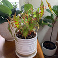 Begonia Live Plant, Begonia Plant, Begonias Live Plant Indoor, Begonia Plant Live, Begonia Houseplant 2.5 Inch Pot