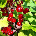 Red Currant Plant Live Well Rooted, 1 Year Bare Root, Red Currant Bush Live Plant 5-9 Inch Height, Currant Berries
