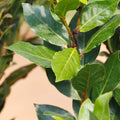 Set of 2 Bay Leaf Plants Live, Bay Laurel Culinary Herb Plants, 5–8 Inches Tall, Fragrant Herb for Indoor or Outdoor Growing