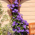 Purple Clematis Live Plant in 2.5" Pot, Flowering Climbing Clematis Vine Starter for Outdoor Garden and Trellis, Well Rooted