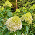 Hydrangea Plant Live for Planting, 7-12" Tall, Hydrangea Tree Live Plant in Pot, Hydrangea Flowers (Lime Hydrangea)