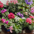 2 Assorted African Violet Live Plants, African Violet Houseplant in 4" Pots, Blooming Indoor Plant for Home or Office with Vibrant Flowers, Random Colors