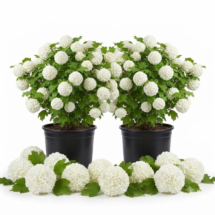 2 Old Fashion Viburnum Plants Live, 4" Pot, Snowball White Flowers, 6-12"