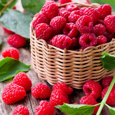 Raspberry Plant Live for Planting 6 to 12 Inch Height, Raspberry Bush Live Plant to Grow, Sweet Raspberries Seedling (Everbearing Raspberry)