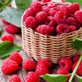 Raspberry Plant Live for Planting 6 to 12 Inch Height, Raspberry Bush Live Plant to Grow, Sweet Raspberries Seedling Outdoor (Everbearing Raspberry)