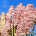 4 Pink Pampas Grass Plants Live for Planting, 2.5" Pot, Potted Pampas Grass Live Plants Shrub Indoors Outdoors