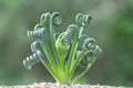 Frizzle Sizzle Albuca Plant Live for Planting in 3 Inc Pot, Rare Succulent Live Plant Albuca Houseplant Curly Grass