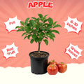 Honey Crisp Apple Tree Live Plant, Apple Fruit Tree, 6-10 Inch Tall