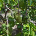 Soursop Plant Live, Annona Muricata Soursop Tree Live Plant, Guanabana Fruit Tree for Gardening, 5 to 7 Inches Tall