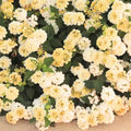 2 Lemon Yellow Lantana Plants Live Trees, Ready to Bloom, Hardy Long Blooming Seasons, Vibrant Colorful Perennial Fragrant, 5-10" in Tall, Full Sun Growing