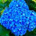 Well-Rooted Hydrangea Live Plant in 2.5 Inch Pot, Hydrangea Tree Shrub Bush Perennial Outdoor Planting (Blue Bigleaf)