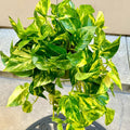 Golden Pothos Live Plant, Live Pothos Plant, Variegated Pothos Plant Live in 4 Inches Pot, Indoor Live House Plant, House Indoor Plant